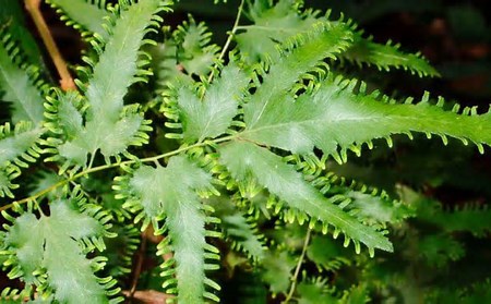 Tiềm năng điều trị nhiễm khuẩn và nhiễm nấm của cây hải kim sa