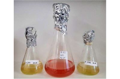Các nhà khoa học phát hiện một loại virus khổng lồ mới có khả năng lây nhiễm trên tảo nước ngọt